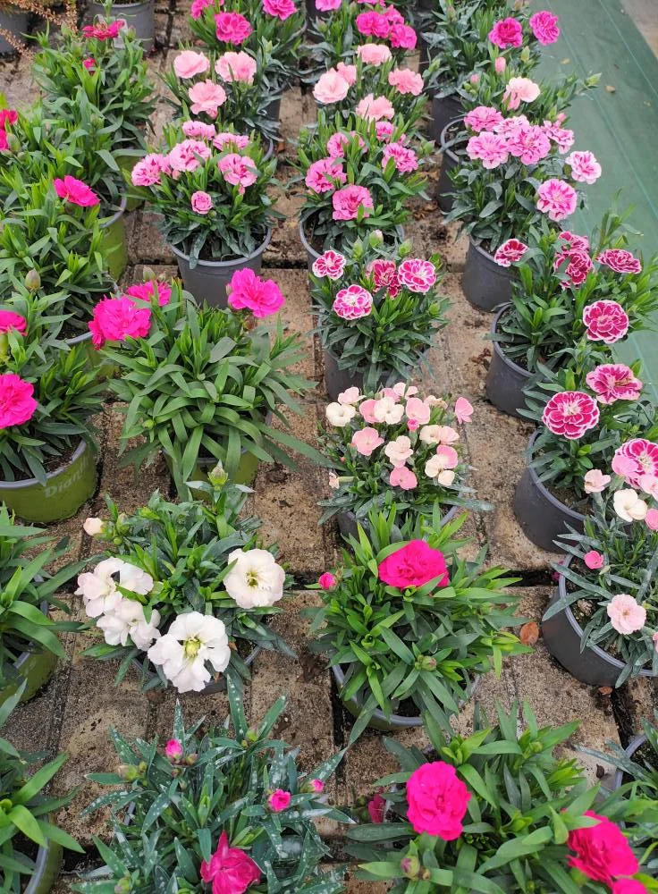 Fleurs de saison en godets