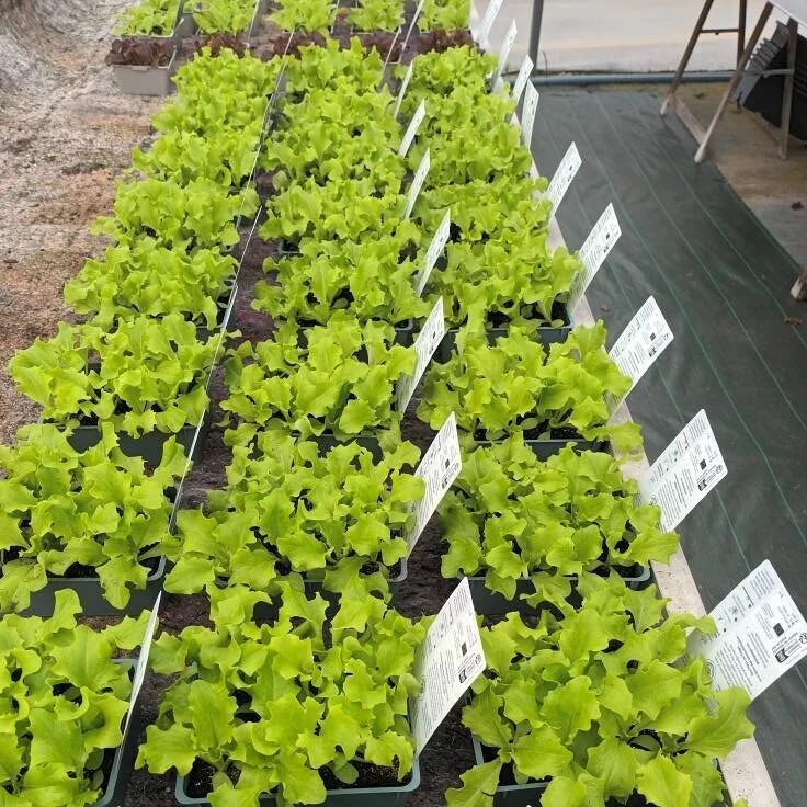 Rangées de plants de salade en plaques