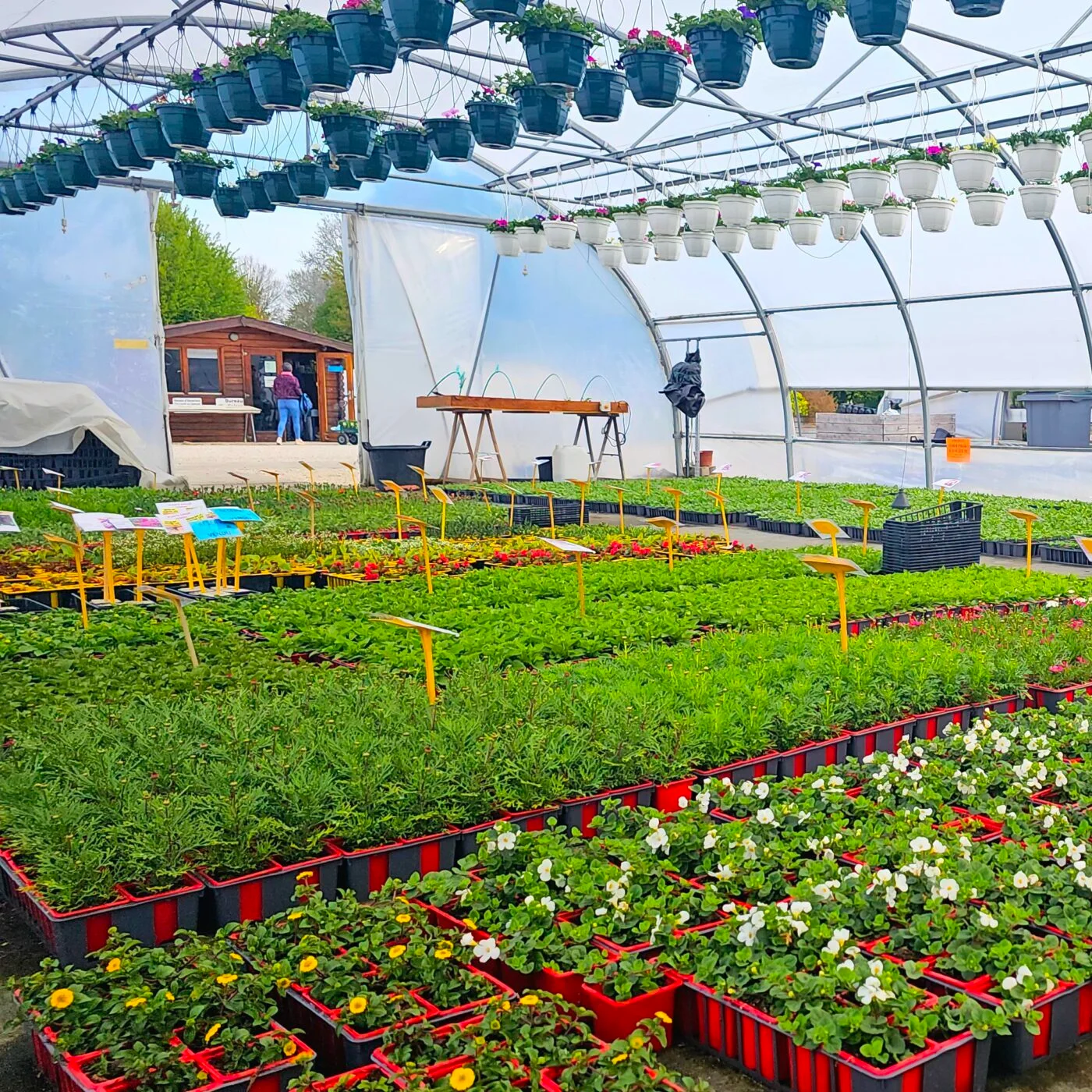 Vue large des serres de la pépinière, allées de plants en godets